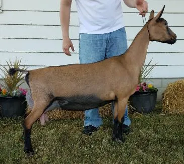 GCH Ober-Boerd Divergent