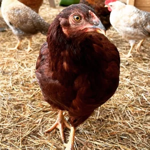 Buckeye Pullet