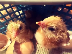 Buckeye Chicks