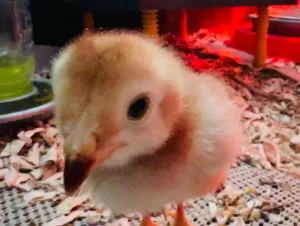 Buckeye Chick