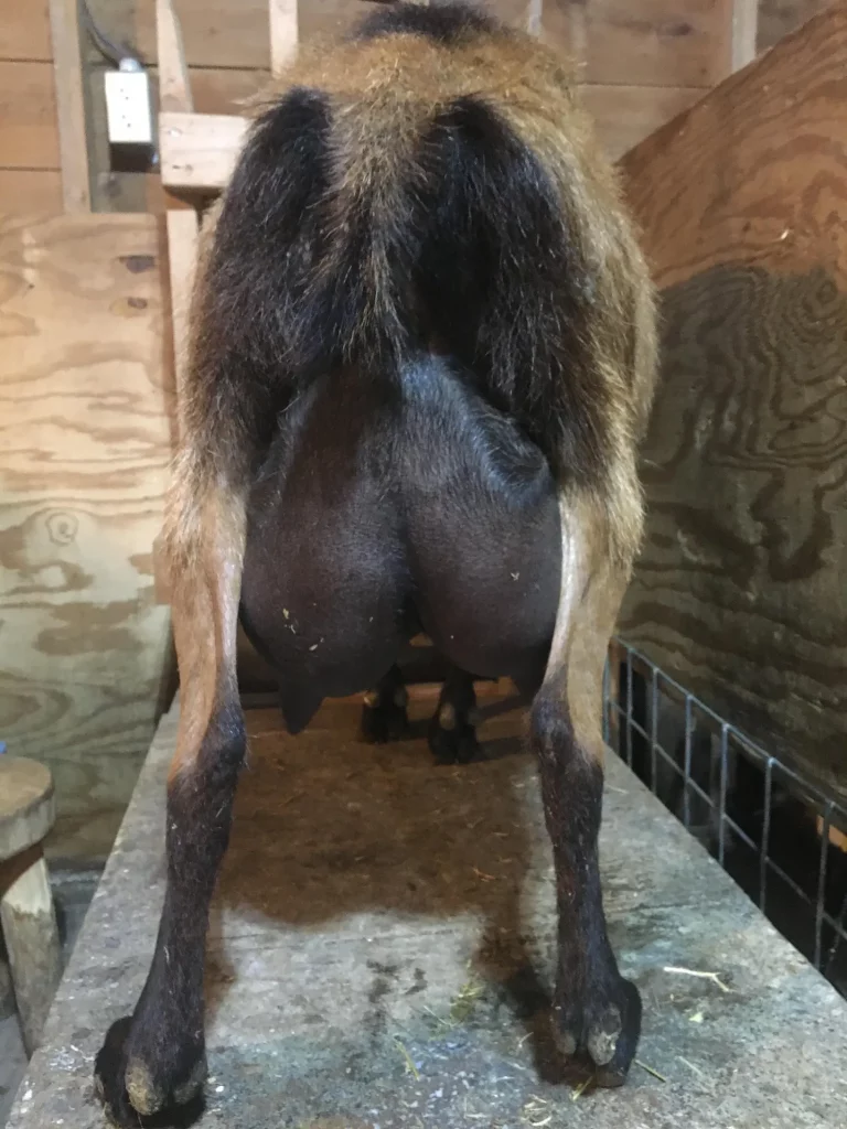 Back Country Acres Ritz  Rear Udder 1 – Maui Dam
