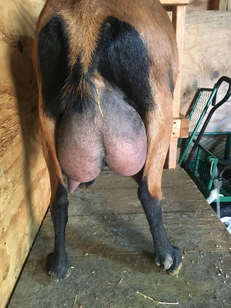 Back Country Acres Ritz  Rear Udder 2 – Maui Dam