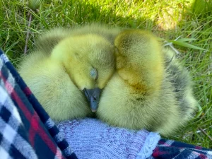 Wendy and Sweetpea the Pilgrim Geese