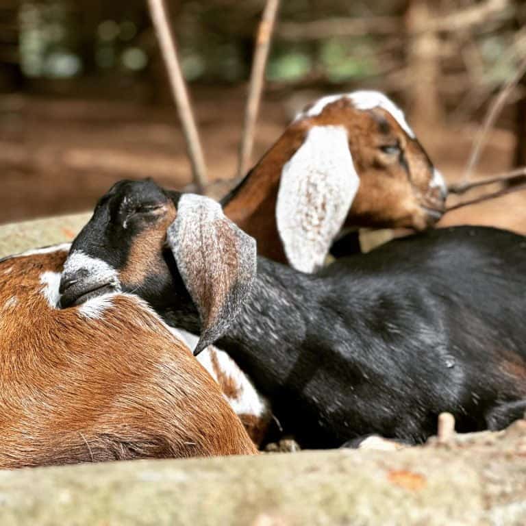 Soaring Heart's Midnight Love & Raindrop