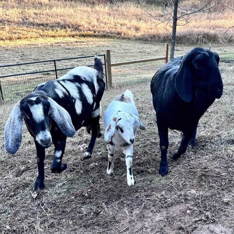 Davinia SS Miss Rowena and BCF Legacy’s Avalon and Dahlia May’s Farm Midnight Nia