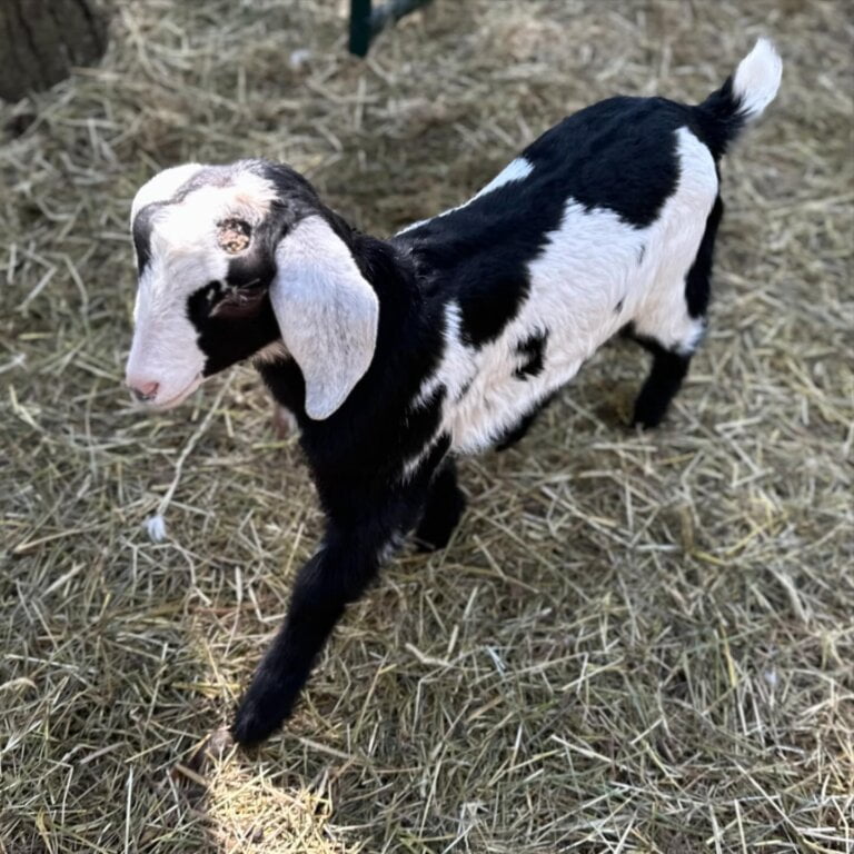 JKShrunkTheKids FFHS Hey Monkey – Lady Hot Shot Son 2024