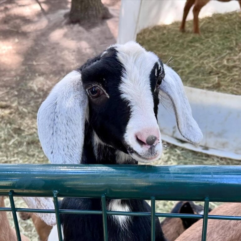 JKShrunkTheKids FFHS Hey Monkey – Lady Hot Shot Son 2024