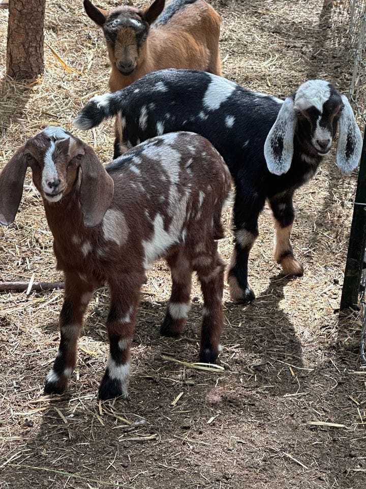 Candy x Cal daughter 2024