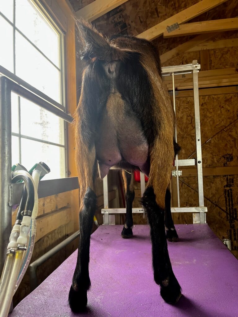 Riesling FF Udder
