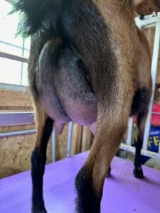 Ober-Boerd Diana Of The Amazon FF Udder