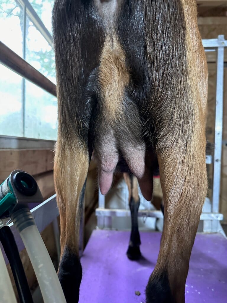 Riesling FF Udder