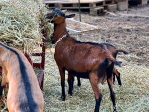 Gazelle 2 Years