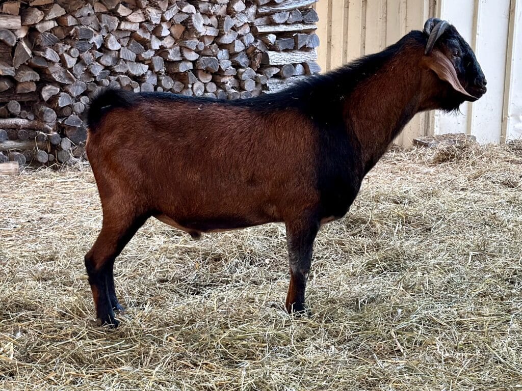 Dairy goat with brown and black markings stands on straw in a barn, firewood stacked against the wall in the background.