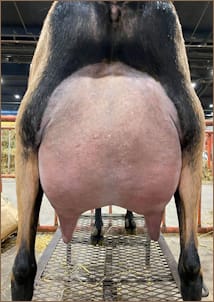 rubyrear21