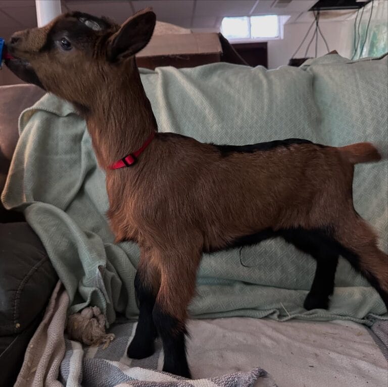 Tora Diana x Maui Daughter 2025