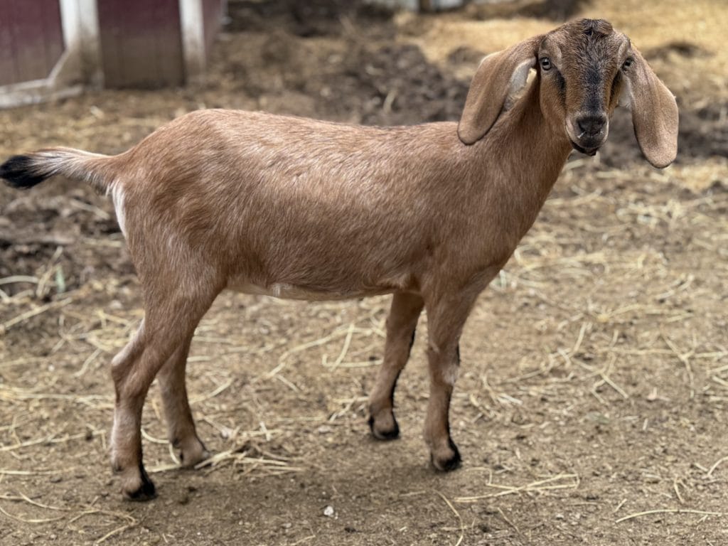 A Dairy goat with floppy ears stands on dirt in an outdoor pen, facing the camera.