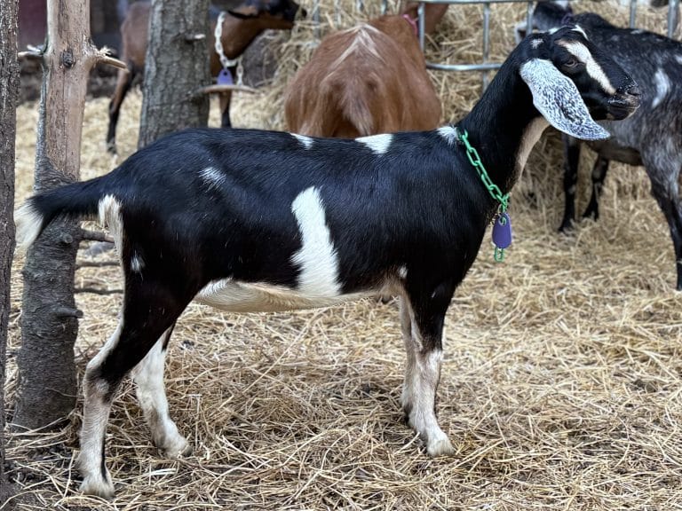 Swiftie aka Legs 1 Year