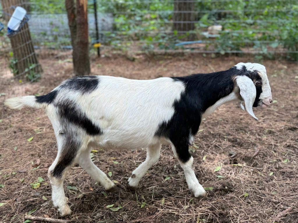A Dairy goat with black and white markings and floppy ears stands on dirt and pine needles inside a fenced outdoor pen.