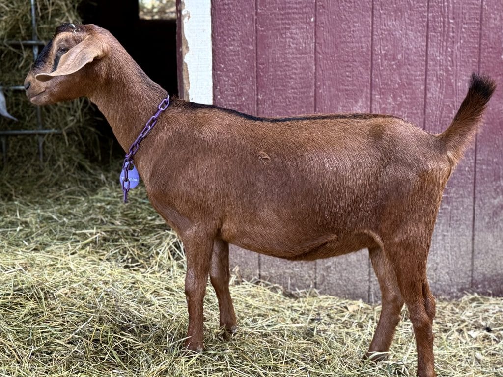 A Dairy goat with a purple collar stands on straw near a red wooden wall, facing left.