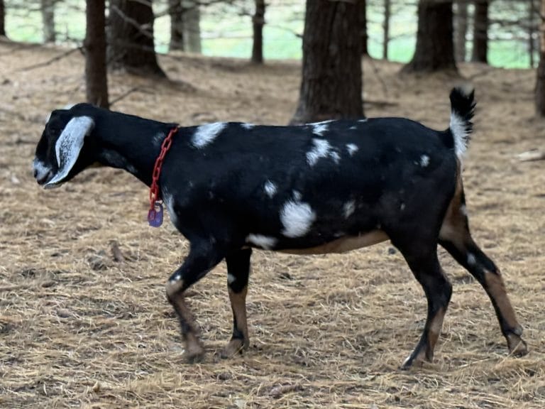 Lira Yearling