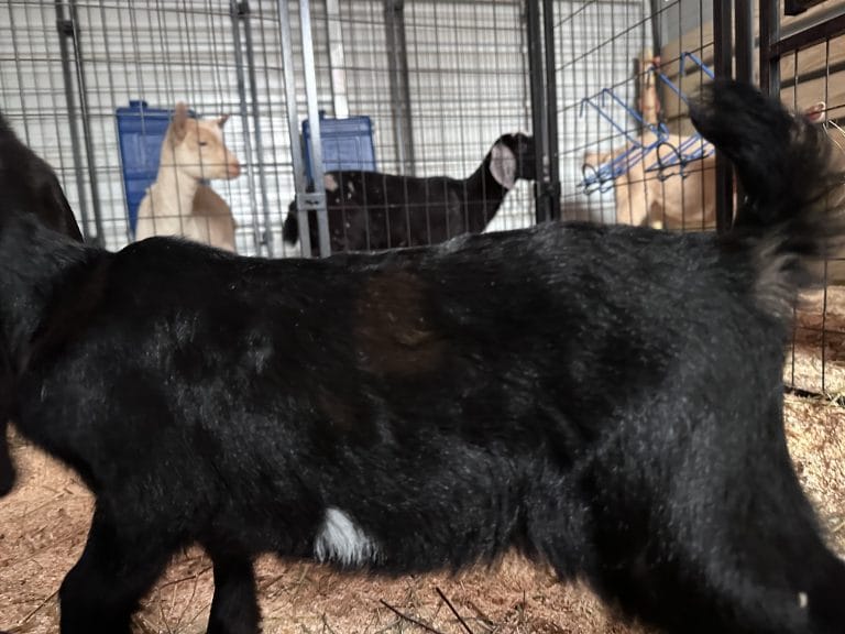 Petunia x Smoothie 2025 Doeling 2