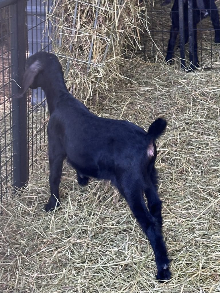 Petunia x Smoothie 2025 Doeling 1