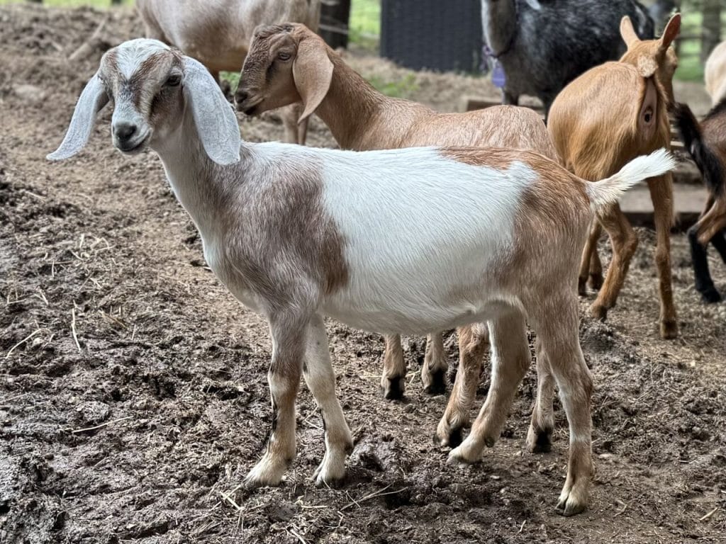 Mini Nubian Goats