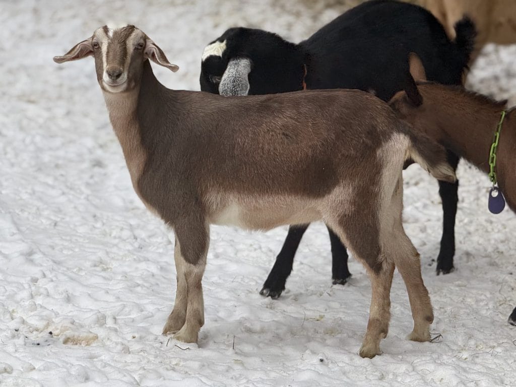 Mini Nubian Goats
