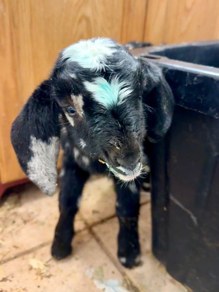 V2 Candy x Monkey Buckling 2026