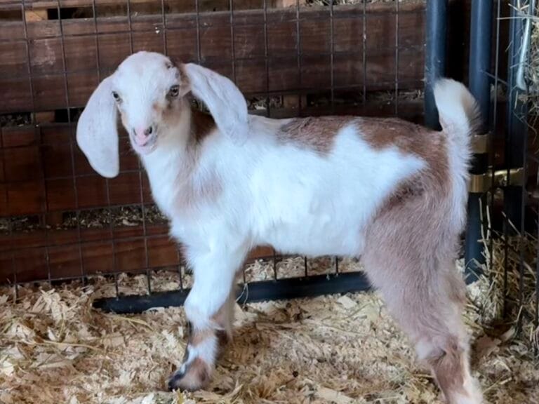 V1 Candy x Monkey Doeling 2026