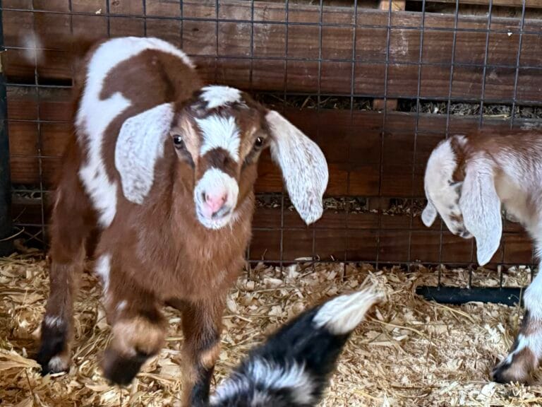 V3 Candy x Monkey Doeling 2026