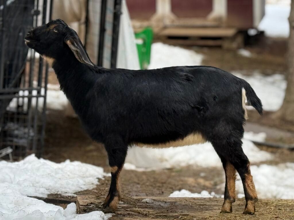 Mini Nubian Goats