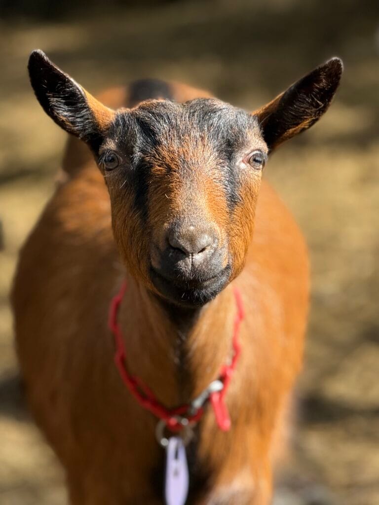 Tora Dry Yearling