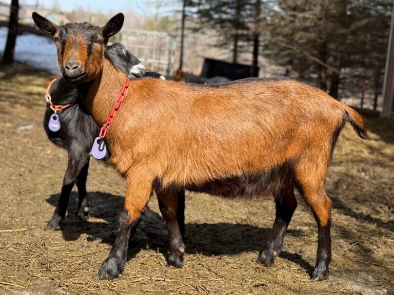 Tora Dry Yearling