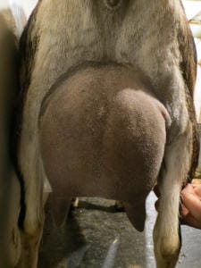 Green Gables USG Trillium rear udder at 8 years