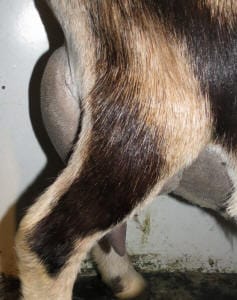 Green Gables USG Trillium side udder at 8 years