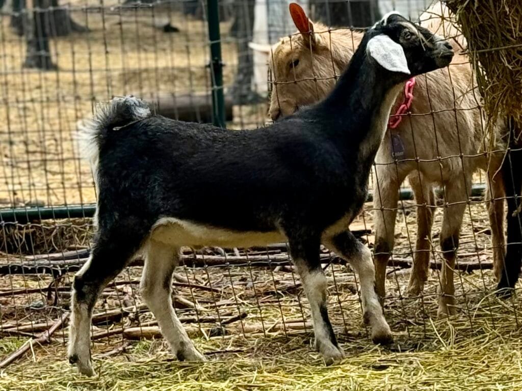 Mini Nubian Goats
