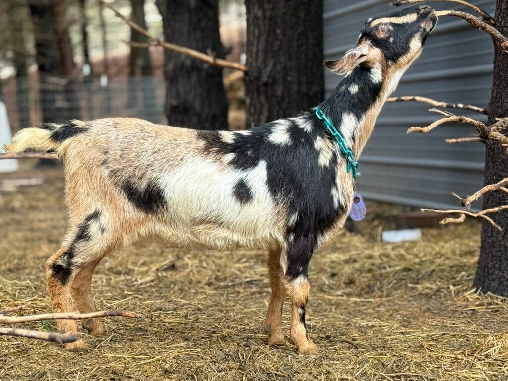 Mini Nubian Goats