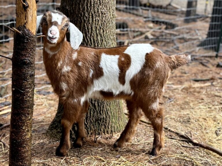 V3 Candy x Monkey Doeling 2026