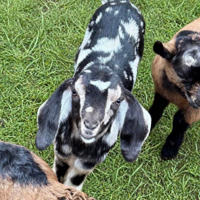 Dolly x Smoothie Buck 2026